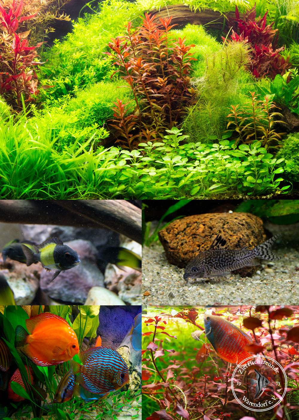 bepflanztes Aquarium