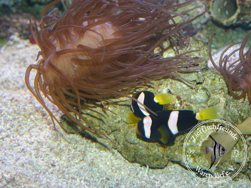 Seeanemone mit Anemonenfisch