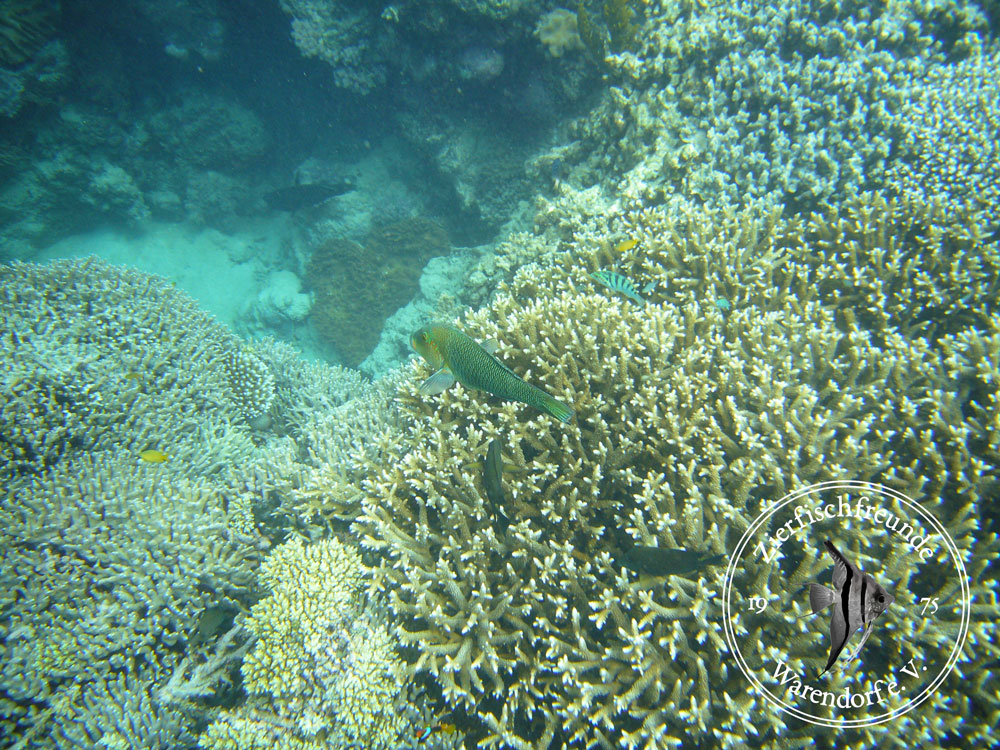 Steinkorallen im Great Barrier Reef