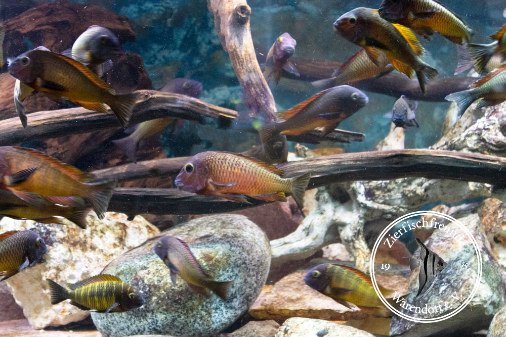 Tanganjika-Aquarium