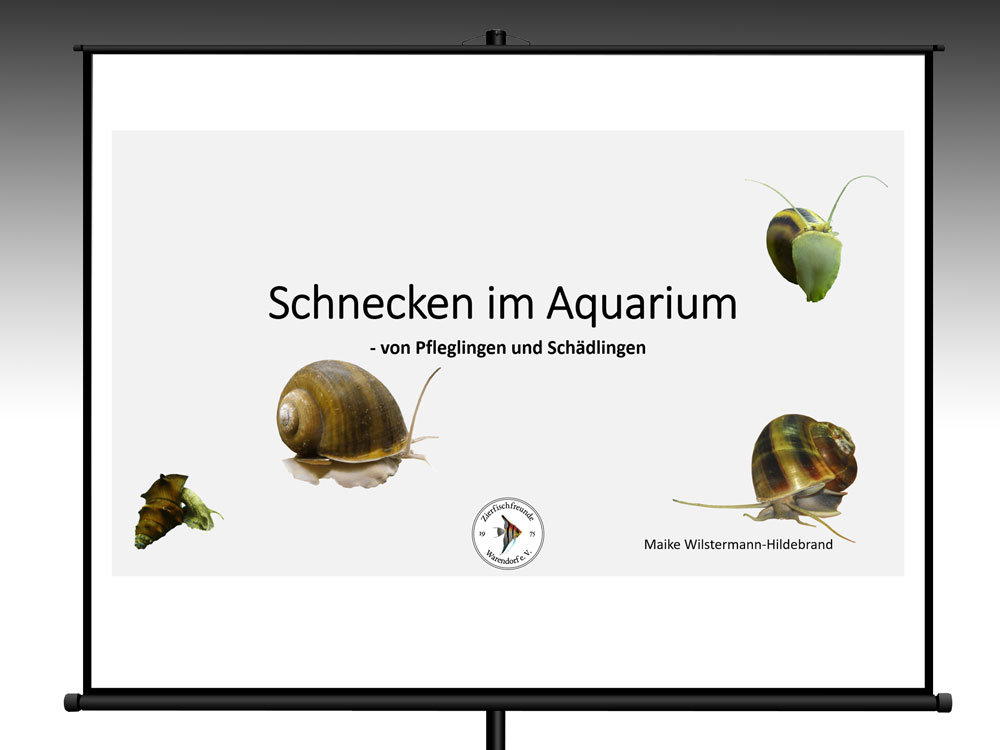 Titelbild vom Vortrag 'Schnecken im Aquarium'