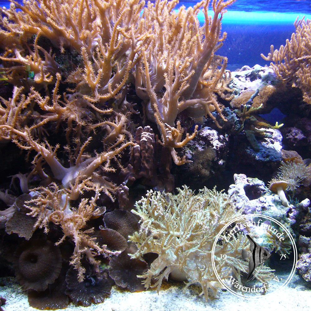 Weichkorallen im Aquarium