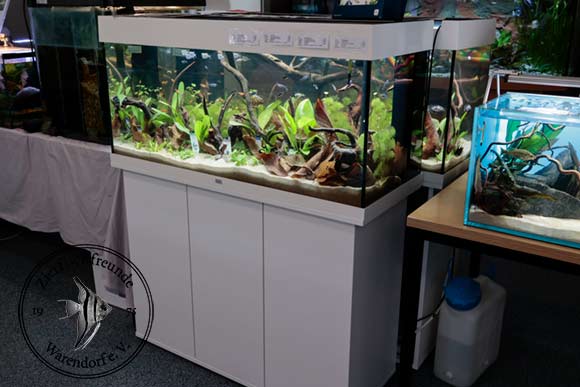 Eines der drei von Juwel gespendeten Aquarien.