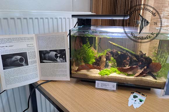 Aquarium mit Infomaterial zu Knurrenden Kuramis