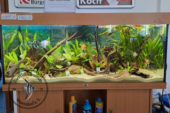 Aquarium mit Zuchtformen vom Skalar