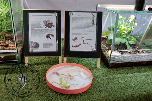 In den Terrarien waren Insekten, Landeinsiedler und Insekten zu sehen.