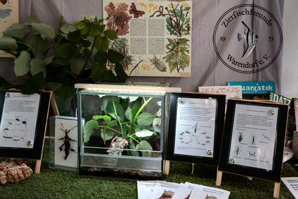 In den Terrarien waren Insekten, Landeinsiedler und Insekten zu sehen.